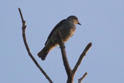 Turquoise Cotinga (Cotinga ridgwayi)