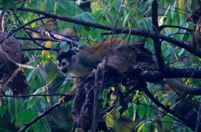 Central American Squirrel Monkey (Saimiri oerstedii)
