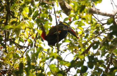 Yellow-eared Toucanet (Selenidera spectabilis) Reserva El Copal, Paraíso, Costa Rica