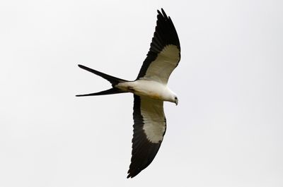 Swallow-tailed Kite (Elanoides forficatus) Villa Tica, Las Nubes Cloud forest, Costa Rica