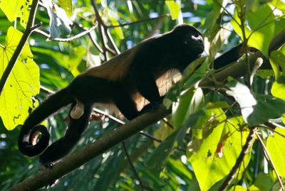 Golden-mantled Howler (Alouatta palliata palliata) Ciudad Neily, Puntarenas, Costa Rica