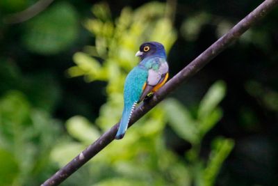 Gartered Trogon (Trogon caligatus)