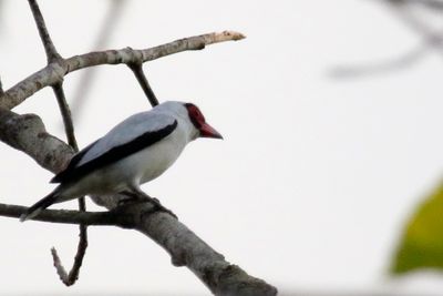 Masked Tityra (Tityra semifasciata)
