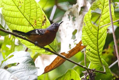 Dot-winged Antwren (Microrhopias quixensis)
