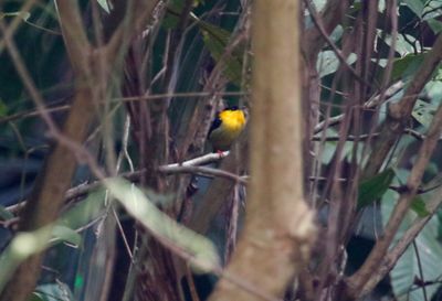 Golden-collared Manakin (Manacus vitellinus)