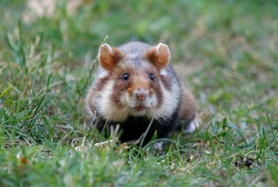 Common Hamster (Cricetus cricetus)