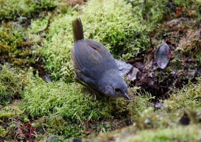 Pale-bellied Tapaculo (Scytalopus griseicollis)