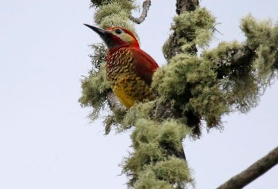 Crimson-mantled Woodpecker (Colaptes rivolii)