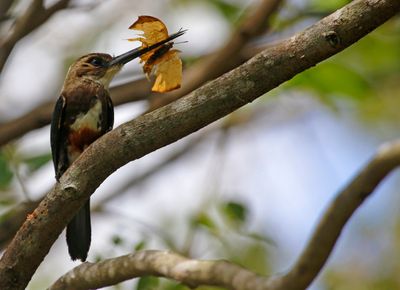 Pale-headed Jacamar (Brachygalba goeringi)