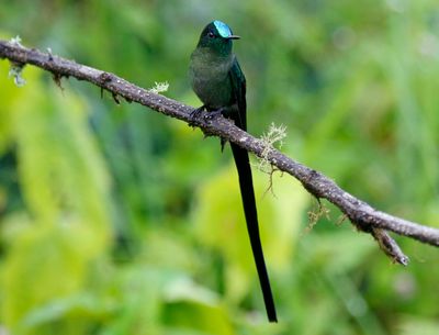 Long-tailed Sylph (Aglaiocercus kingii)