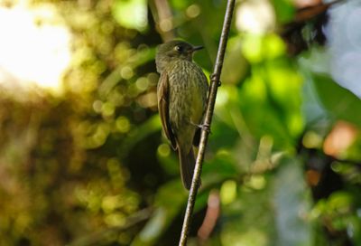 Olive-striped Flycatcher (Mionectes galbinus)