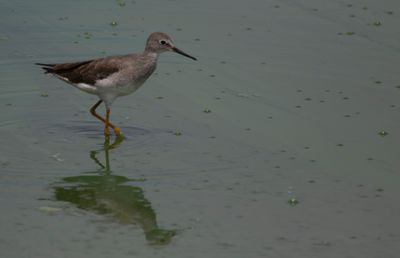 Lesser Yellowlegs (Tringa flavipes)