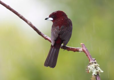 Silver-beaked Tanager (Ramphocelus carbo)