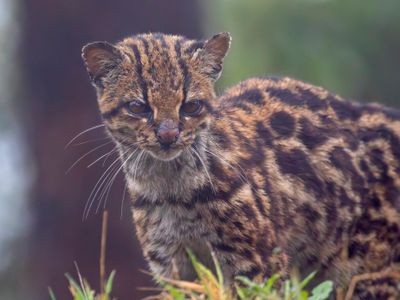 Oncilla, Northern Tiger Cat (Leopardus tigrinus)