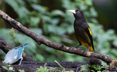 Yellow-rumped Cacique (Cacicus cela)