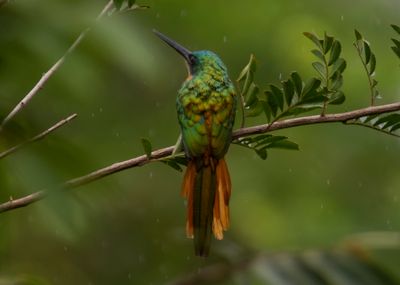 Rufous-tailed Jacamar (Galbula ruficauda)