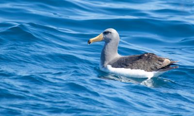 Chatham Albatross (Thalassarche eremita) 