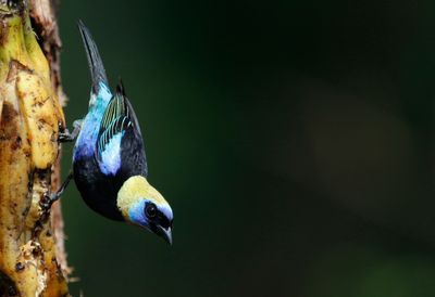 Golden-hooded Tanager (Stilpnia larvata)