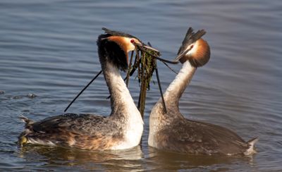 Great Crested Grebe (Podiceps cristatus)