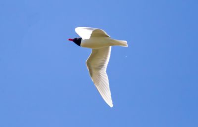 Mediterranean Gull (Ichthyaetus melanocephalus)