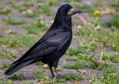 Rook (Corvus frugilegus)