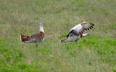 Great Bustard (Otis tarda)