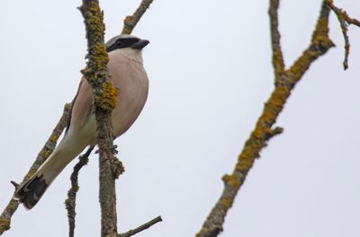 Red-backed Shrike (Lanius collurio) Karower Teiche, Berlin, Germany