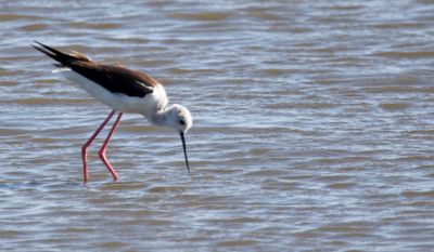 Black-winged Stilt (Himantopus himantopus)