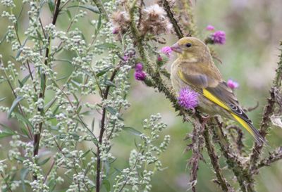 European Greenfinch (Chloris chloris) Berkel en Rodenrijs - Nieuwe Droogmaking (ZH)