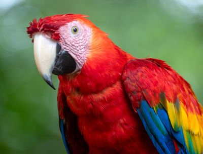 Psittaciformes: Psittacidae - African & New World Parrots