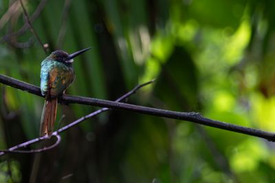 White-chinned Jacamar (Galbula tombacea)