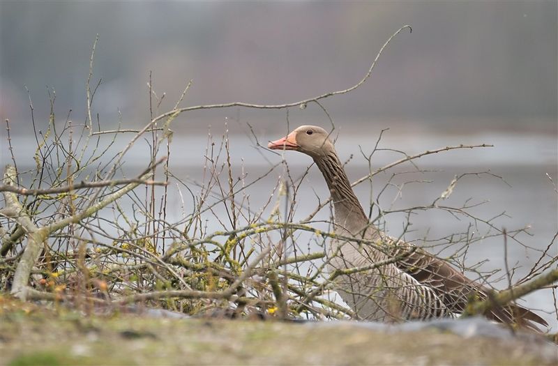 Grauwe Gans / Greylag Goose (de Domelaar)