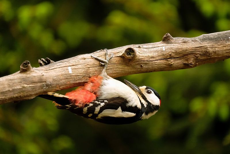 G.B.Specht / Great Spotted Woodpecker.