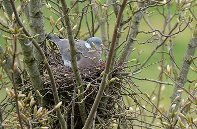Houtduif / Common Wood Pigeon