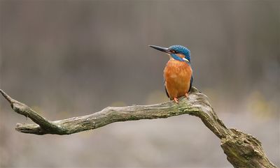 ijsvogel / Common Kingfisher (de Domelaar-Markelo)