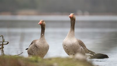 Grauwe Gans / Greylag Goose (de Domelaar)
