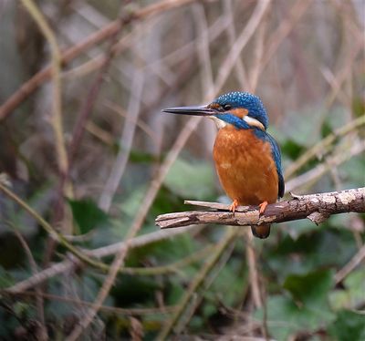 ijsvogel / Common Kingfisher (de Domelaar-Markelo)