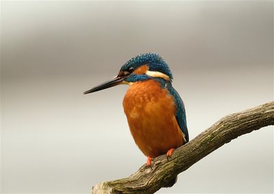 ijsvogel / Common Kingfisher (de Domelaar-Markelo)