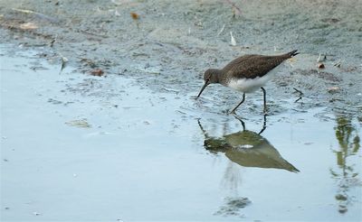 Witgat / Green Sandpiper (de Oelemars)