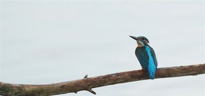 IJsvogel / Common Kingfisher (Losser-de Oelemars)