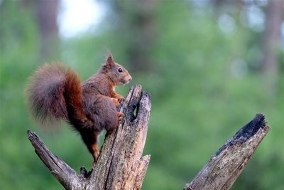 Eekhoorn / Squirrel (hut2 Holten/Rijssen)