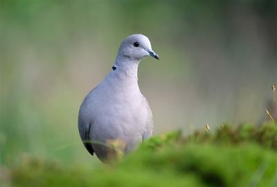Tortelduif / Eurasian Collared Dove