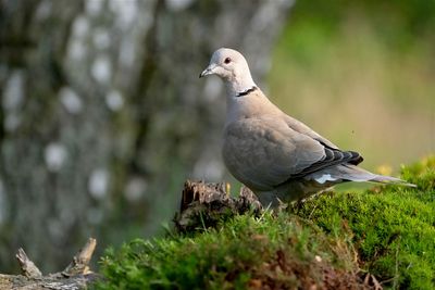 Tortelduif / Eurasian Collared Dove