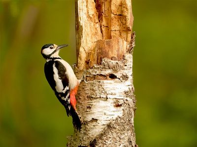 Specht / Woodpecker