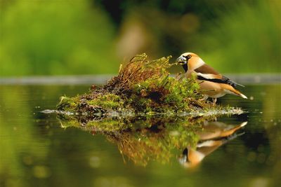 Appelvink / Hawfinch