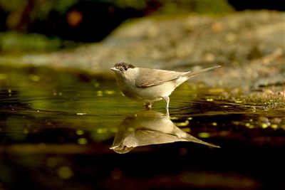 Zwartkop / Eurasian Blackcap