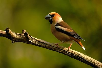 Appelvink / Hawfinch