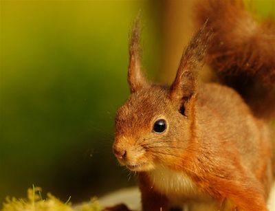 Eekhoorn / Squirrel (hut2 Holten/Rijssen)