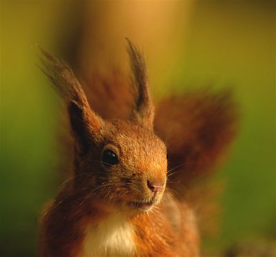 Eekhoorn / Squirrel (hut2 Holten/Rijssen)