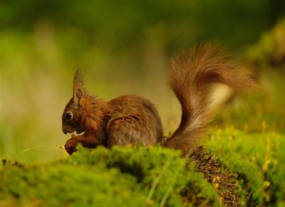 Eekhoorn / Squirrel (hut2 Holten/Rijssen)